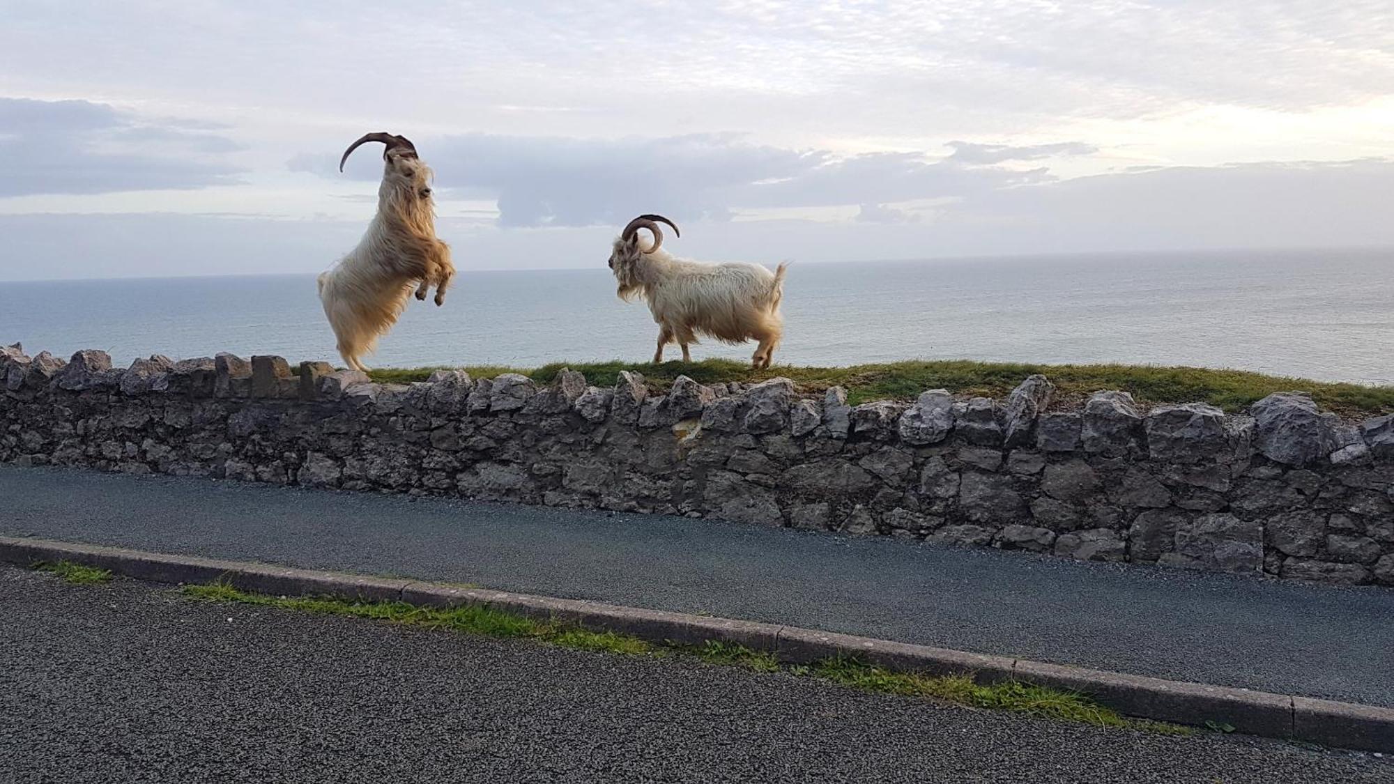 ホテル Min Y Don Llandudno (Adults Only) エクステリア 写真